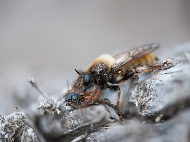 Ляфрия рыжая Laphria Flava
