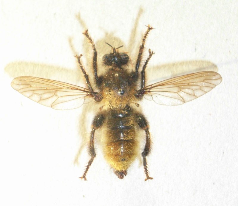 Ктырь Laphria Gilva