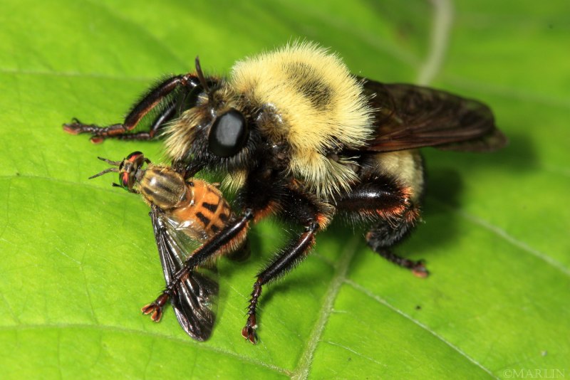 Robber Fly Hornet