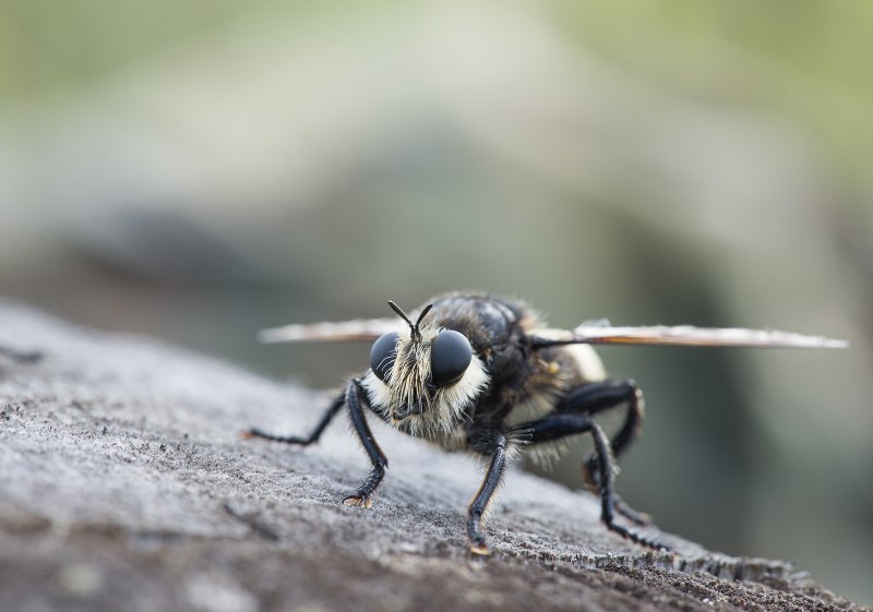Laphria gibbosa