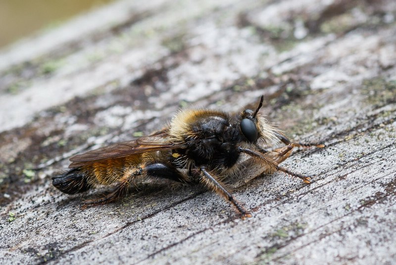 Ляфрия рыжая Laphria Flava