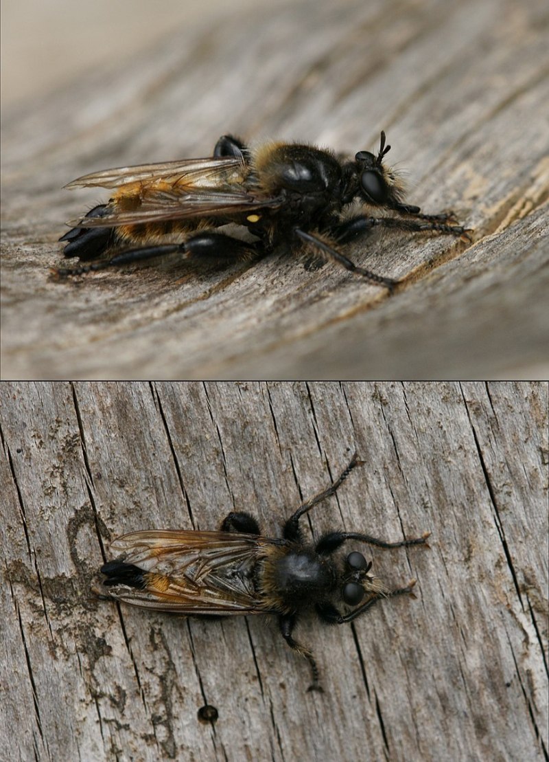 Ктырь горбатый Laphria gibbosa