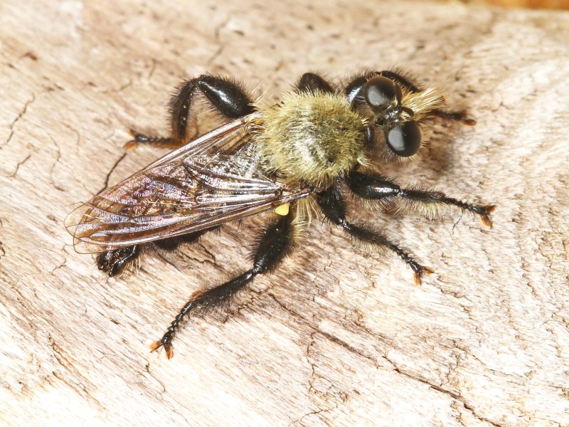 Муха ктырь жёлтый (Laphria Flava)