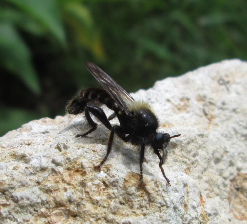 Laphria Gilva