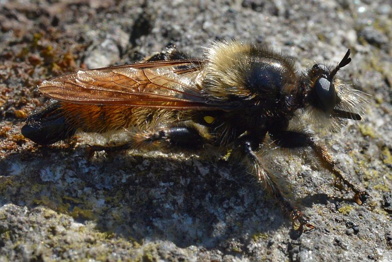 Laphria sibirica Lehr