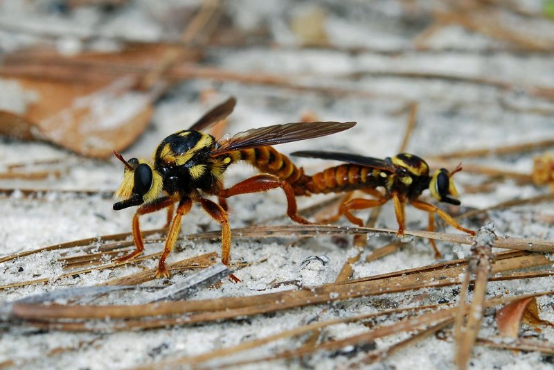 Abispa ephippium
