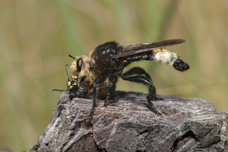 Laphria gibbosa