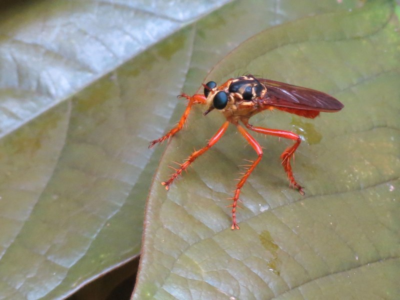 Laphriinae