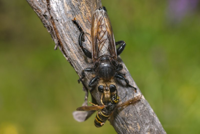 Laphria gibbosa