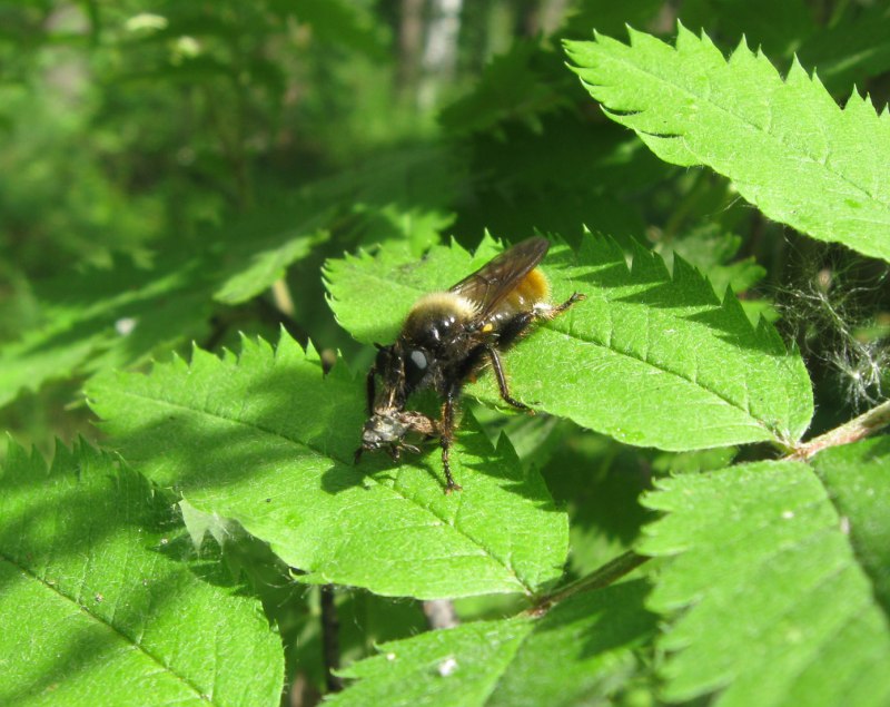 Ляфрия рыжая Laphria Flava