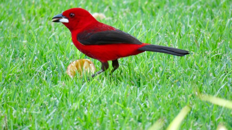 Ramphocelus bresilius