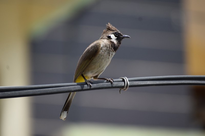 Pycnonotus leucogenys