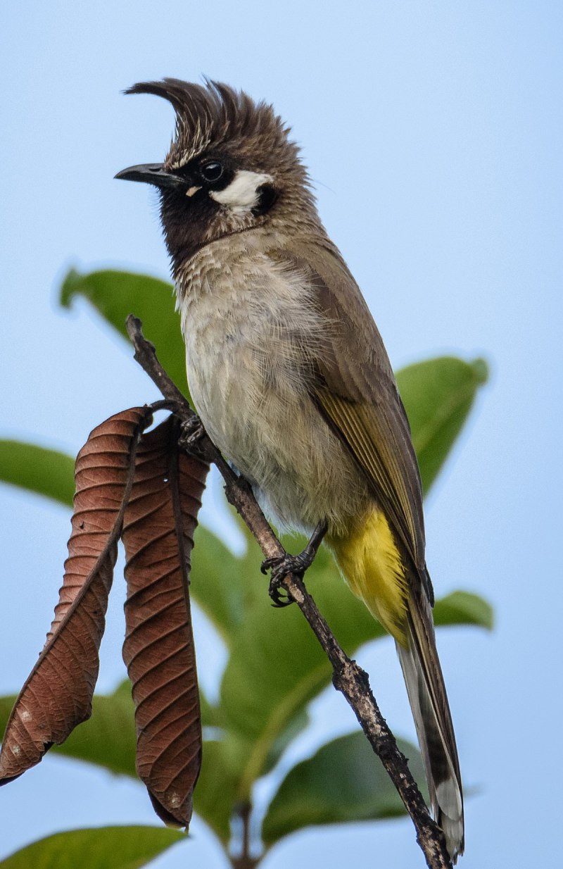 Pycnonotus leucogenys