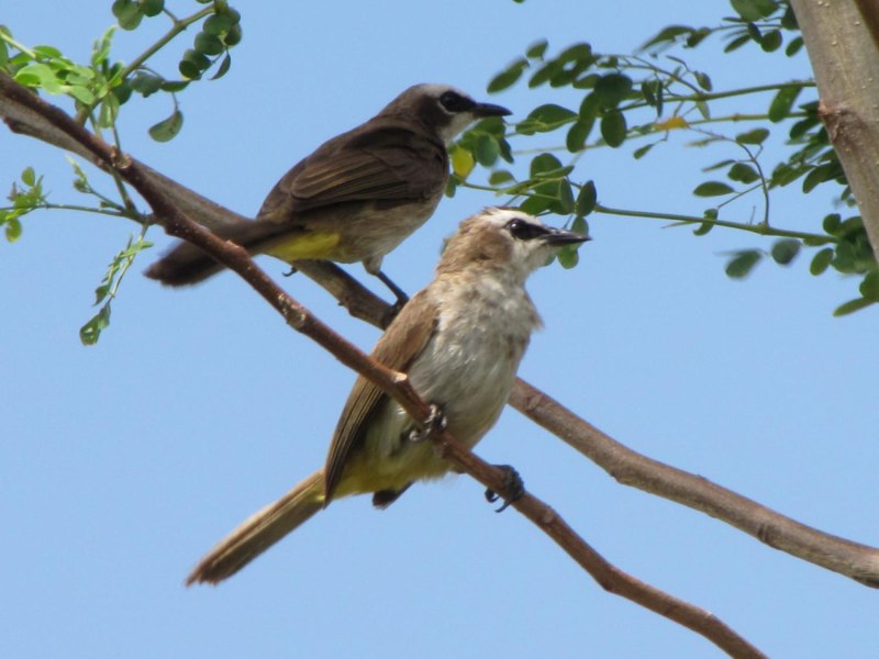 Yellow-Vented Bulbul