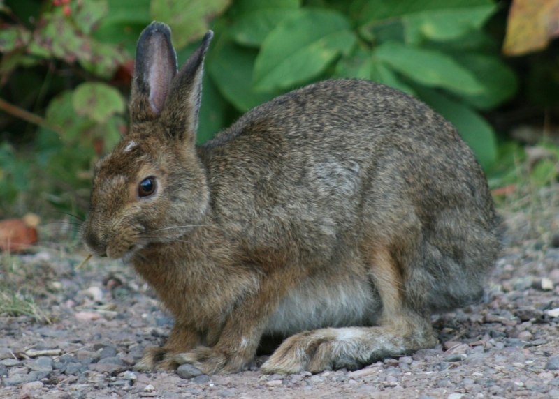 Lepus mandshuricus