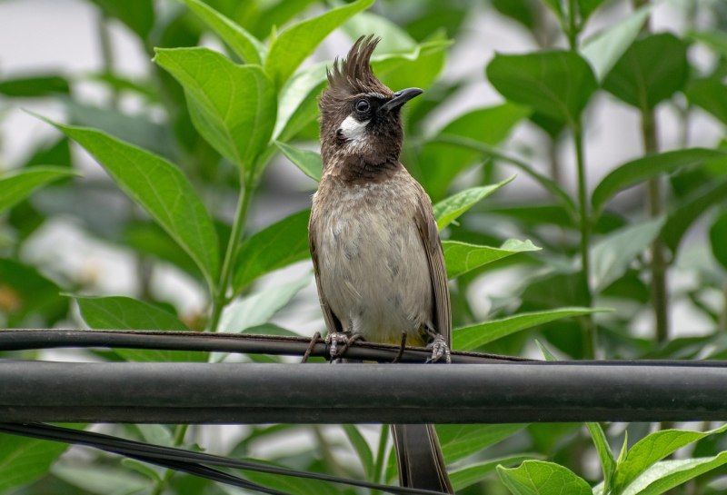 Pycnonotus leucogenys