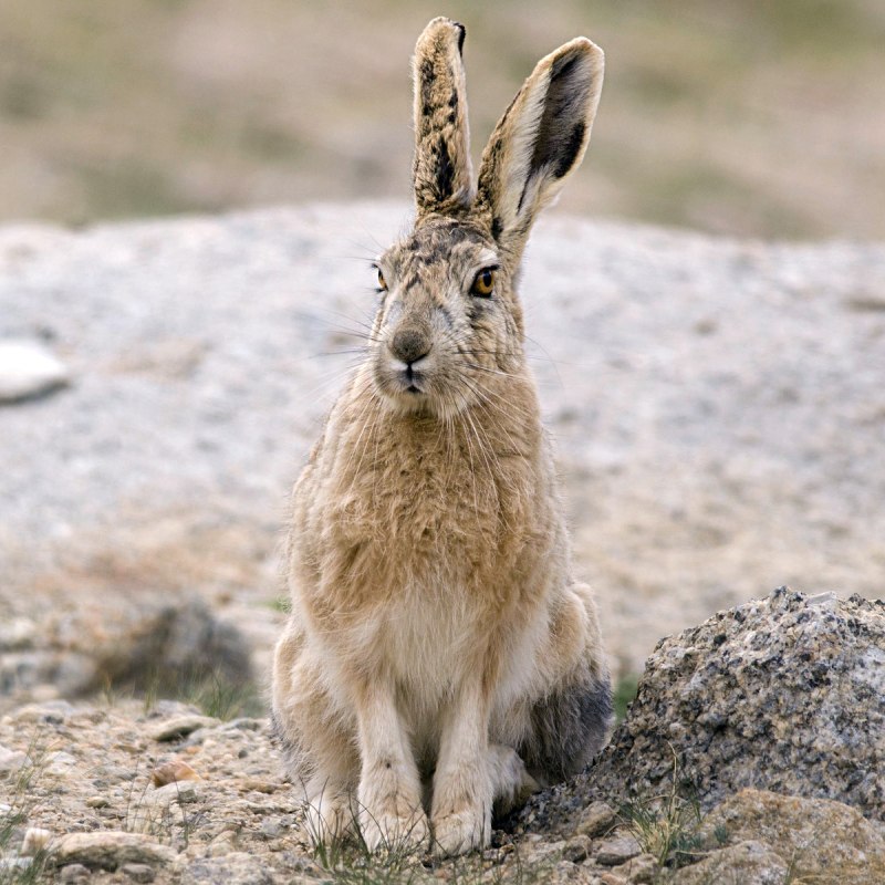 Lepus oiostolus