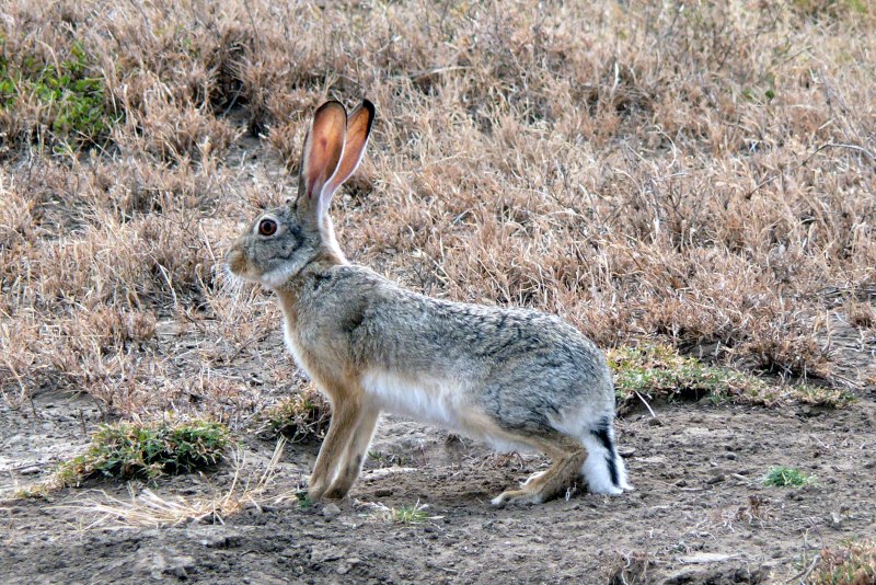 Заяц-толай (Lepus Tolai)
