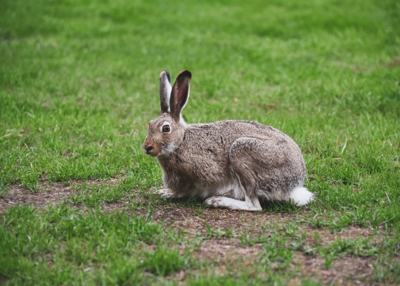 Маньчжурский заяц Lepus mandshuricus