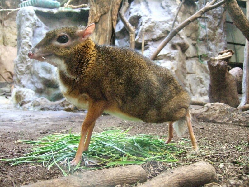 Яванский канчиль