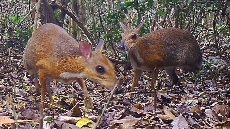 Олень Chevrotain