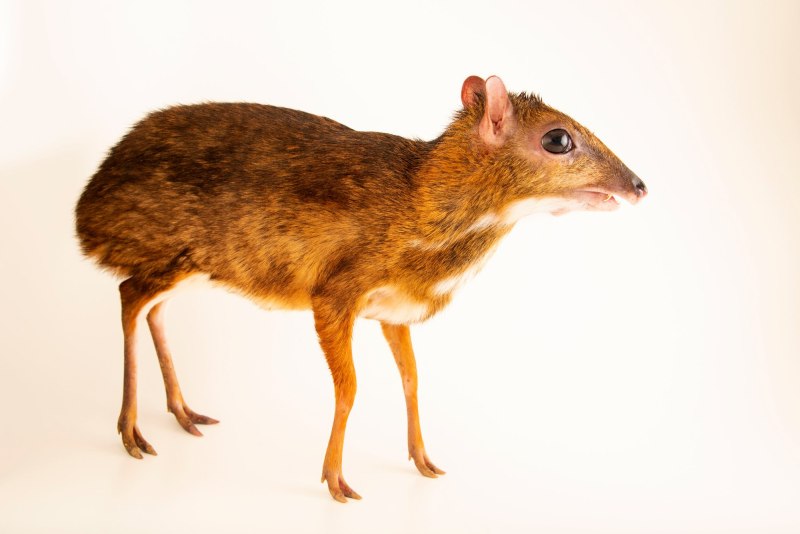Tragulus kanchil