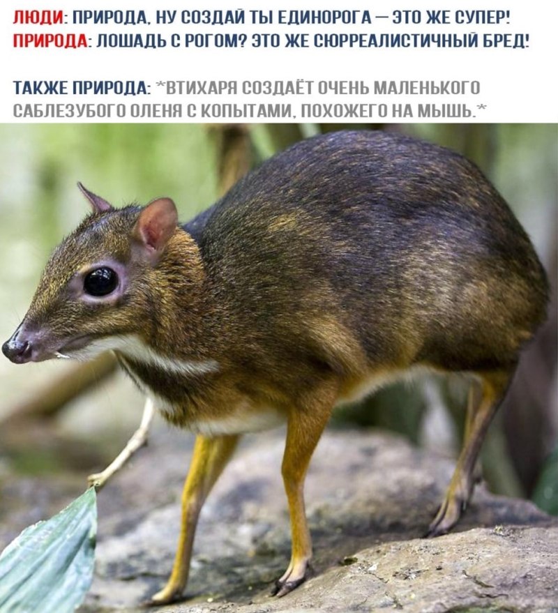 Представители семейства оленьковые