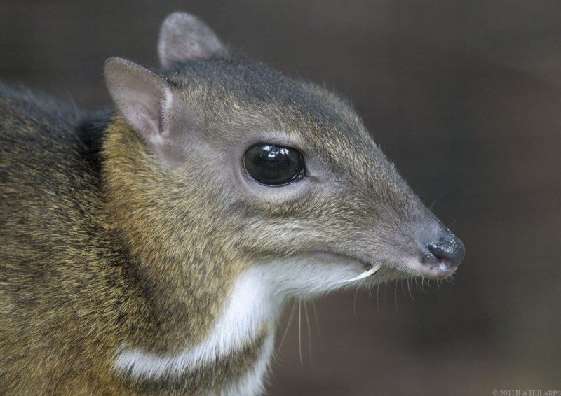 Малый канчиль Tragulus javanicus)