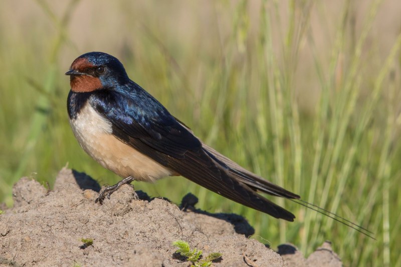Деревенская Ласточка – Hirundo Rustica