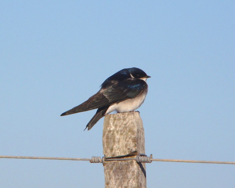 Tachycineta leucopyga