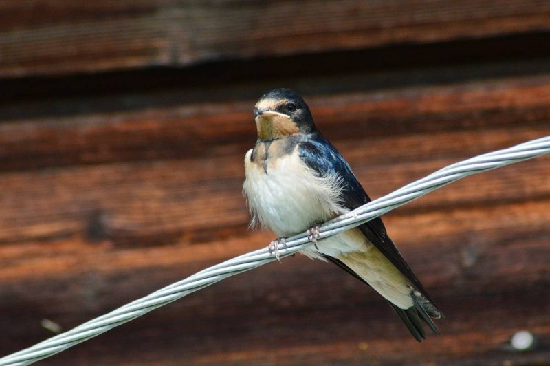 Hirundo Rustica птица