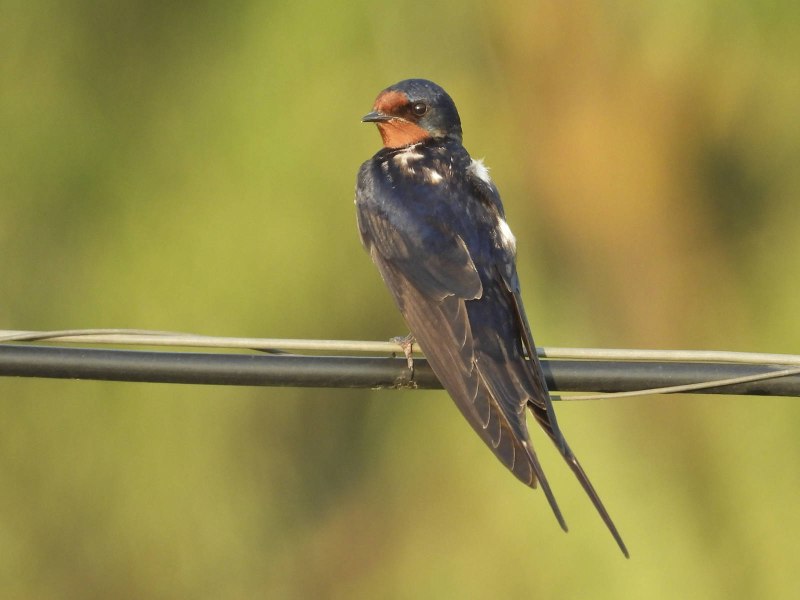 Деревенская Ласточка – Hirundo Rustica