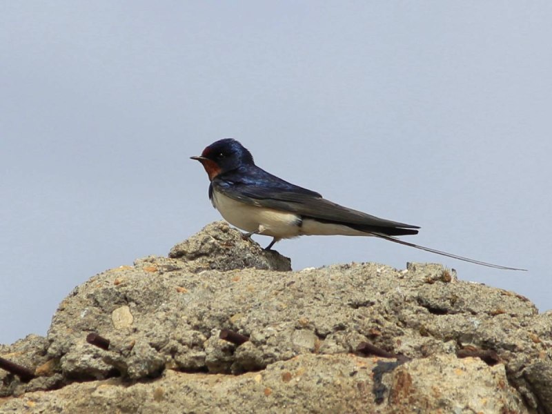 Деревенская Ласточка – Hirundo Rustica