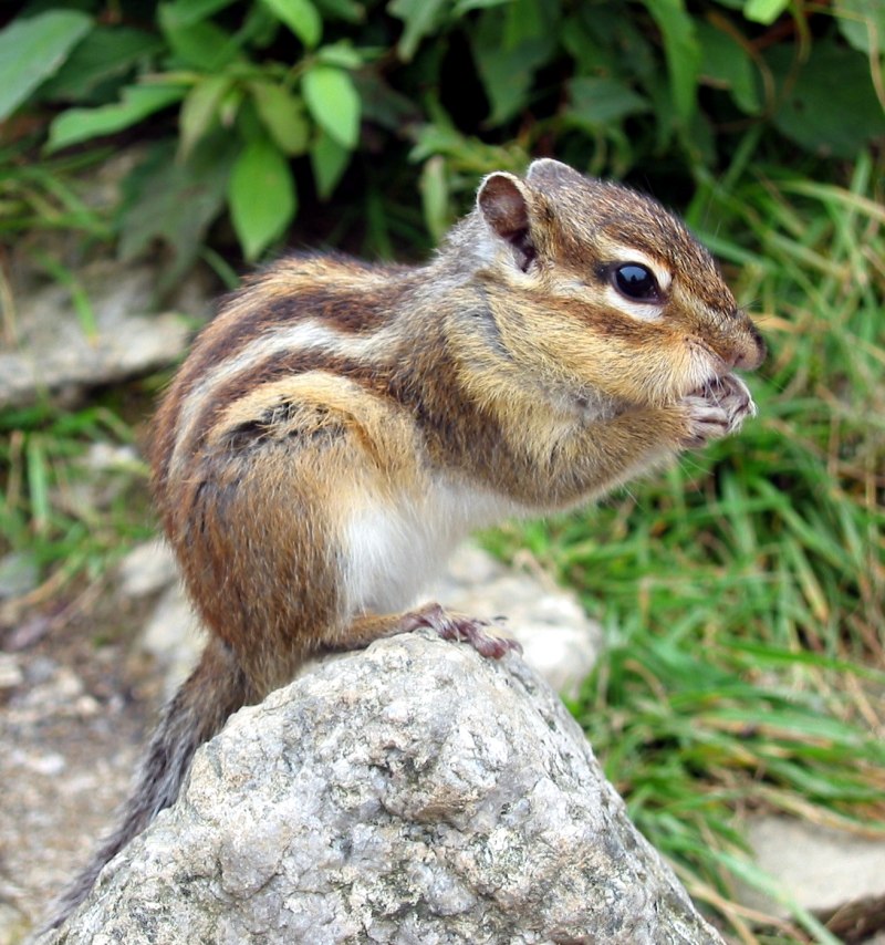 Бурундук Tamias sibiricus