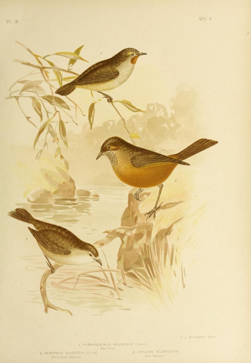 Amphitoe rubricata