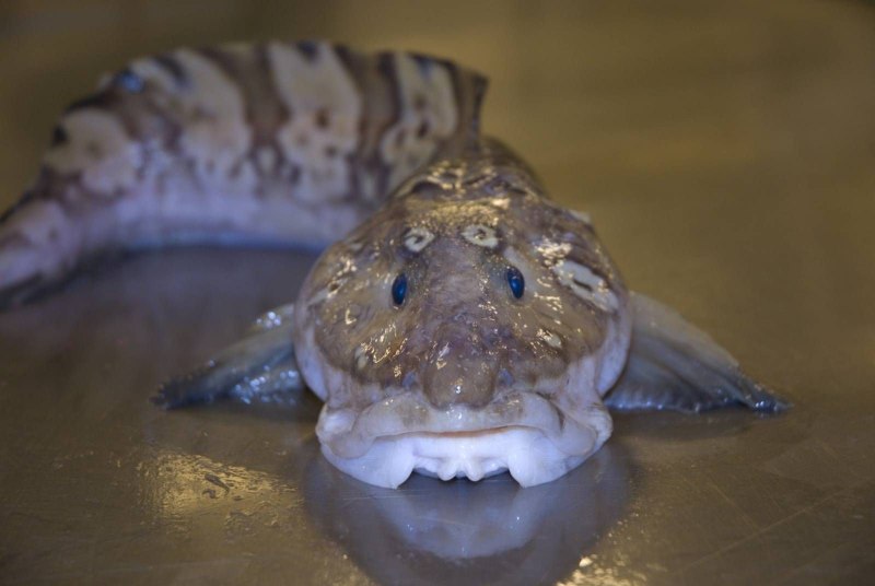 Lycodes reticulatus