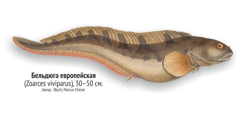 Бельдюга Андрияшева
