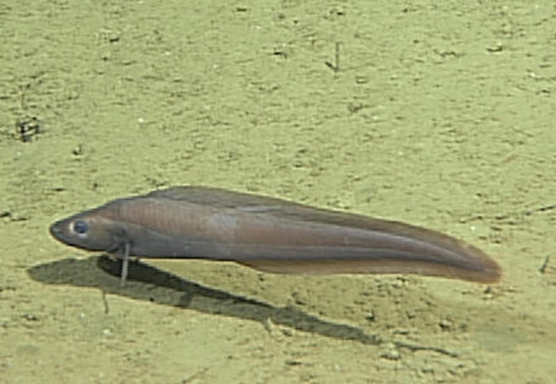 Семейство бельдюговые (Zoarcidae)