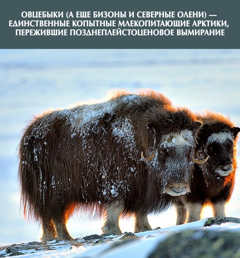 Овцебык и Северный олень фото