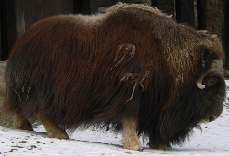 Овцебык (Ovibos moschatus)