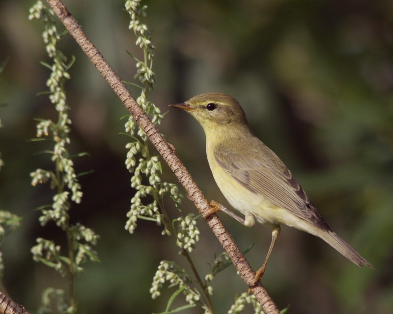 Phylloscopus trochilus осенью