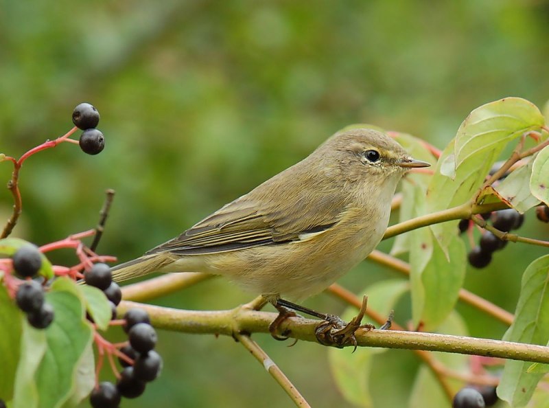 Пеночка-теньковка, пеночка-кузнечик (Phylloscopus collybita)