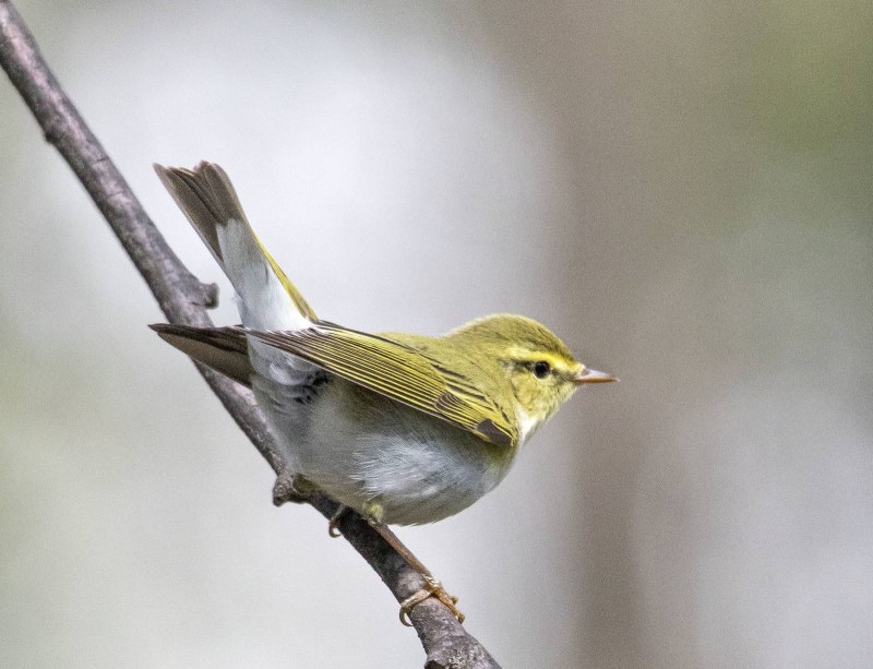 Пеночка-трещотка (Phylloscopus sibilatrix)