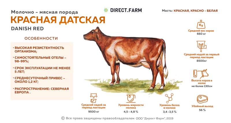 Красная Датская порода КРС