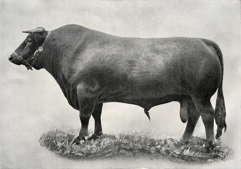 Rare Breeds Survival Trust