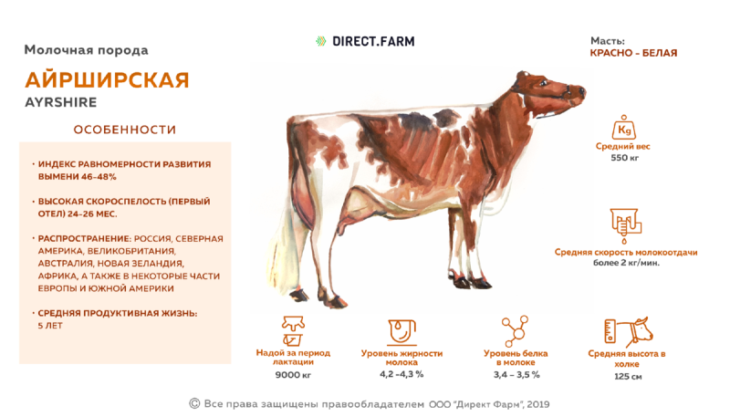 Молочная продуктивность айрширской породы коров