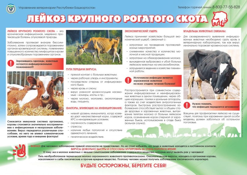 Лейкоз крупного рогатого скота относится к заболеваниям протекающим