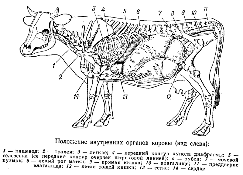 Топография желудка КРС