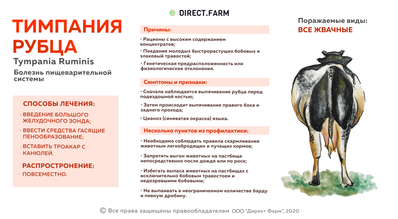 Профилактика тимпании у коров