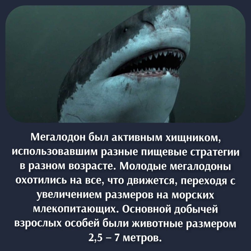 Обитание МЕГАЛОДОНА